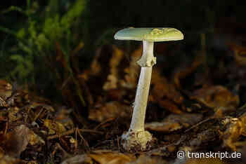 Heidelberg Pharma erhält Meilensteinzahlung - transkript - |transkript