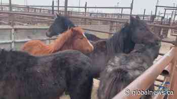 Alberta SPCA has taken in more than 600 animals this winter; 10 horses found dead