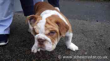 Merseyside pet owner inflicted 'multiple injuries' on puppy - St Helens Star