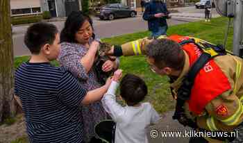 Brandweer redt poes uit de boom in Abraham Kuyperstraat - Kliknieuws.nl
