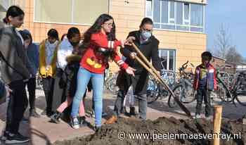 Boom bij De Krokodaris [fotoalbum] | Peel en Maas - Al het nieuws uit Venray en omgeving - Peel en Maas Venray