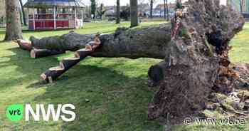 Boom die tijdens storm Eunice omviel in Zwevegem is omgetoverd tot speeltuig voor kinderen - VRT NWS