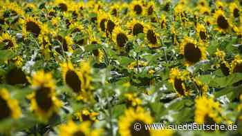 Ukraine-Krieg: Deutsche horten Sonnenblumenöl - Wirtschaft - SZ.de - Süddeutsche Zeitung - SZ.de