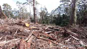'Loss-making' NSW native forest logging contracts may be extended until 2028