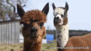 Ein Alpaka müsste man sein - Dachau - SZ.de - Süddeutsche Zeitung - SZ.de