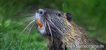 Auf den Spuren des Bibers in Neunkirchen am Brand - Der Neue Wiesentbote