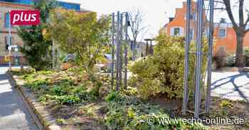 In Bischofsheim kommen Frühlingsgefühle auf - Echo Online