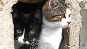 Tierheim Jena: Einsatz für Hund und Katz’