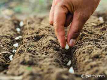 Last Frost Date: When Is Gardening Time In NH? - Concord, NH Patch