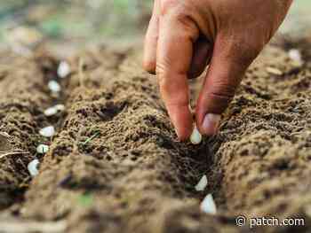 Frost Danger Passing In RI, When Is Gardening Safe? - Patch