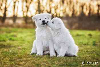 Nice. Les chiens auront une nouvelle aire d’ébats pour faire crac-crac et gambader ! - actu.fr