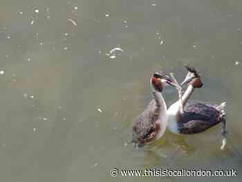 Nature Notes: a close call for grebes
