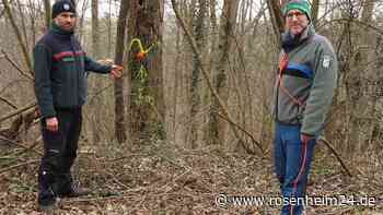 Wald im Wasserburger Wuhrtal: Warum Forstexperten auf Fällungen bestehen