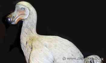 Dodo genome is sequenced for the first time - raising hopes it could be brought back from extinction