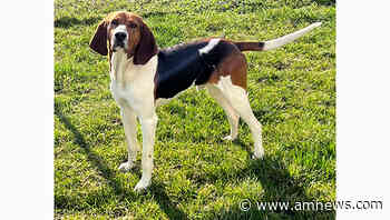 Pet of the Week; Doggie Dash run-walk set for April 30 - The Advocate-Messenger - Danville Advocate