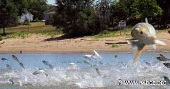 What does a giant carp tell us about the health of our environment? - WBEZ Chicago