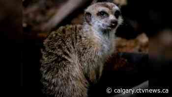 Calgary Zoo announces death of senior meerkat Petunia - CTV News Calgary