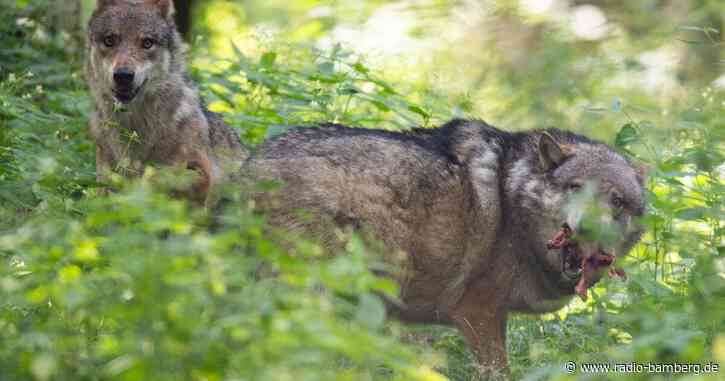 Wolfspaar lebt an hessisch-bayerischer Grenze in der Rhön