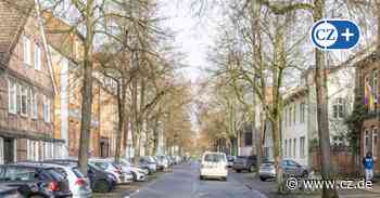 Umweltschützer aus Celle kämpfen für Erhalt der Linden in Breiter Straße - Cellesche Zeitung