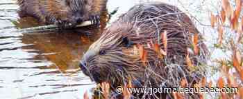 Des castors réintroduits à Londres après 400 ans d'absence