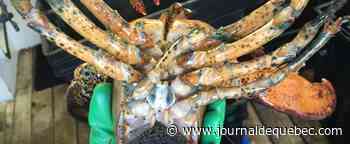 Homard des Îles-de-la-Madeleine: un nouveau projet pour la pérennité de la ressource