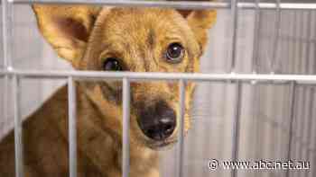 Queensland vet on a mission to help animal victims of war in Ukraine