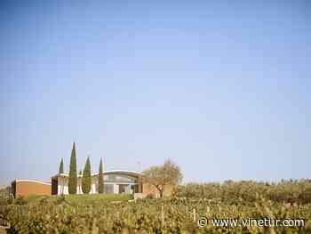 Jean Leon prioriza la variedad petit verdot en su tinto 3055 por su adaptación al cambio climático - Vinetur