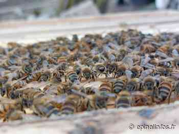 Apiculture - Les abeilles sont de sortie à Epinal - Epinal infos - Epinal Infos