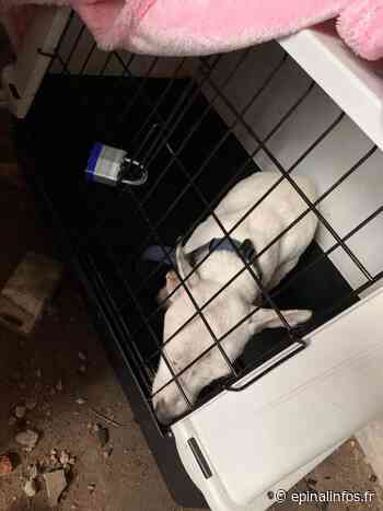 Perle, victime de maltraitance, sauvée par une association - Epinal infos - Epinal Infos