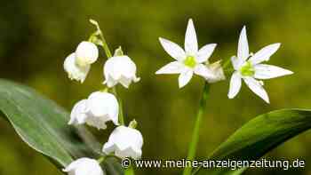 Bärlauch oder giftige Maiglöckchen? Verwechslung kann böse enden