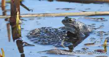 Watch frolicking frogs in wildlife spectacular at Hull's East Park - Hull Live