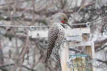 West Kootenay; What you see … – Trail Daily Times - Trail Times