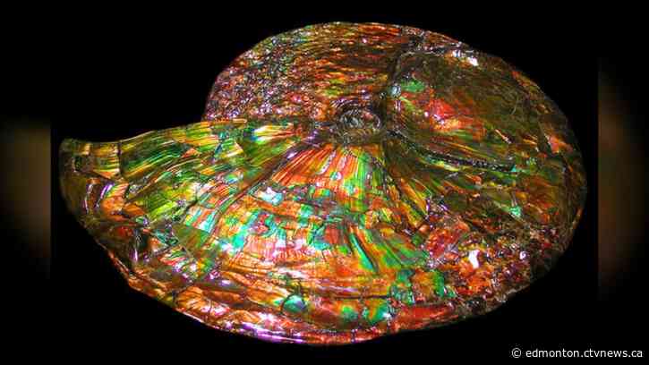 Ammolite becomes official Alberta gemstone