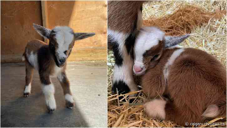 Baby goats born at Granary Road 1 month before opening