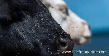 4 methods to control flies on cattle