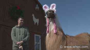 Local llama in the running to be next Cadbury Bunny