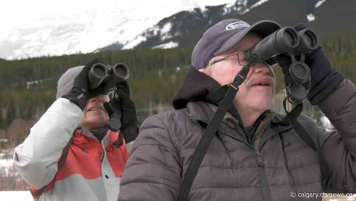Alberta's Rocky Mountain Eagle Research Foundation reaches milestone in annual eagle count