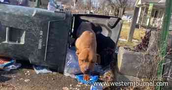 'From Trash to Treasure': Stray Dog Found in Trash Can Is Named 'Oscar' and Gets Special Photo Shoot
