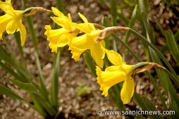 Sooke pulls out of Communities in Bloom provincial competition – Saanich News - Saanich News