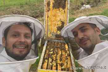 Strage di milioni di api tra Cuneo e Ventimiglia, avvelenate deliberatamente: “è la quarta volta in ... - greenMe.it