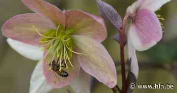 Imkersbond haalt plantenruildag naar Aalter | Aalter | hln.be - Het Laatste Nieuws