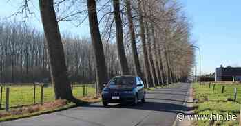 Gerooide populieren in Weibroekdreef worden niet vervangen | Aalter | hln.be - Het Laatste Nieuws