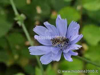 Carpi, città degli alberi, il 19 marzo una giornata al “verde” - Modena 2000