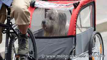 So helfen Sie Hundesenioren im Alltag