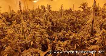 Cannabis factories found at three addresses in Coventry after police warrants - Coventry Live
