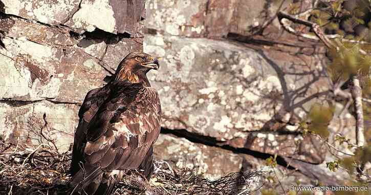 Bleihaltige Munition gefährdet Greifvögel in Europa