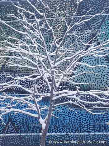 Know of notable trees in Kamloops? - Kamloops This Week