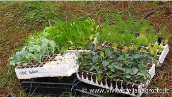 Ortolandia - Il nuovo progetto della Scuola secondaria di I grado ''Silvia Viterbo'' - ViviCastellanaGrotte