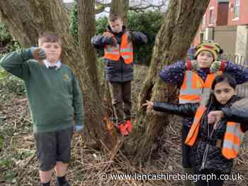 Accrington primary pupils saddened after trees 'poisoned'