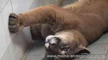 Puma im Kleinwagen - Schmuggel von Tieren durch Deutschland
